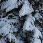 IMG_2214